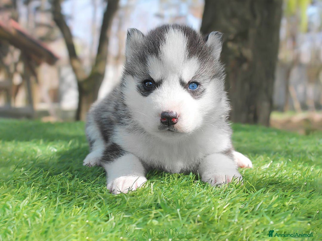 Husky cani in vendita: Cucciolo di Siberian Husky a Provincia di Pavia - Immagine 1