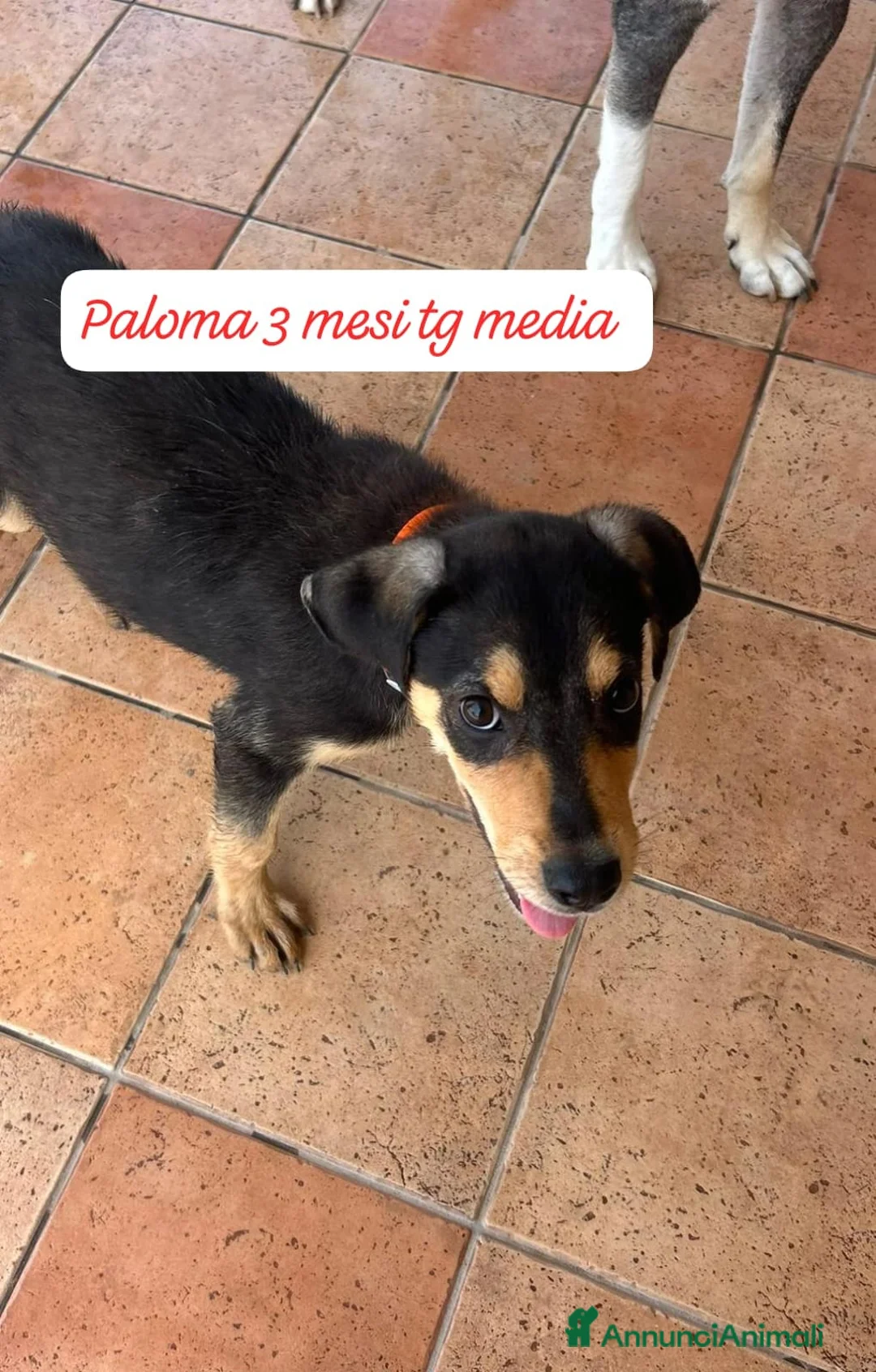 Meticcio cani in regalo: Bellissimi cuccioli in rifugio  a Città Metropolitana di Bologna - Annuncio 2