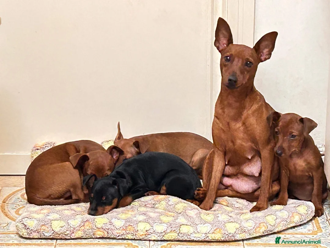 Pinscher Miniatura cani in vendita: Pinscher nano  - Annuncio 1