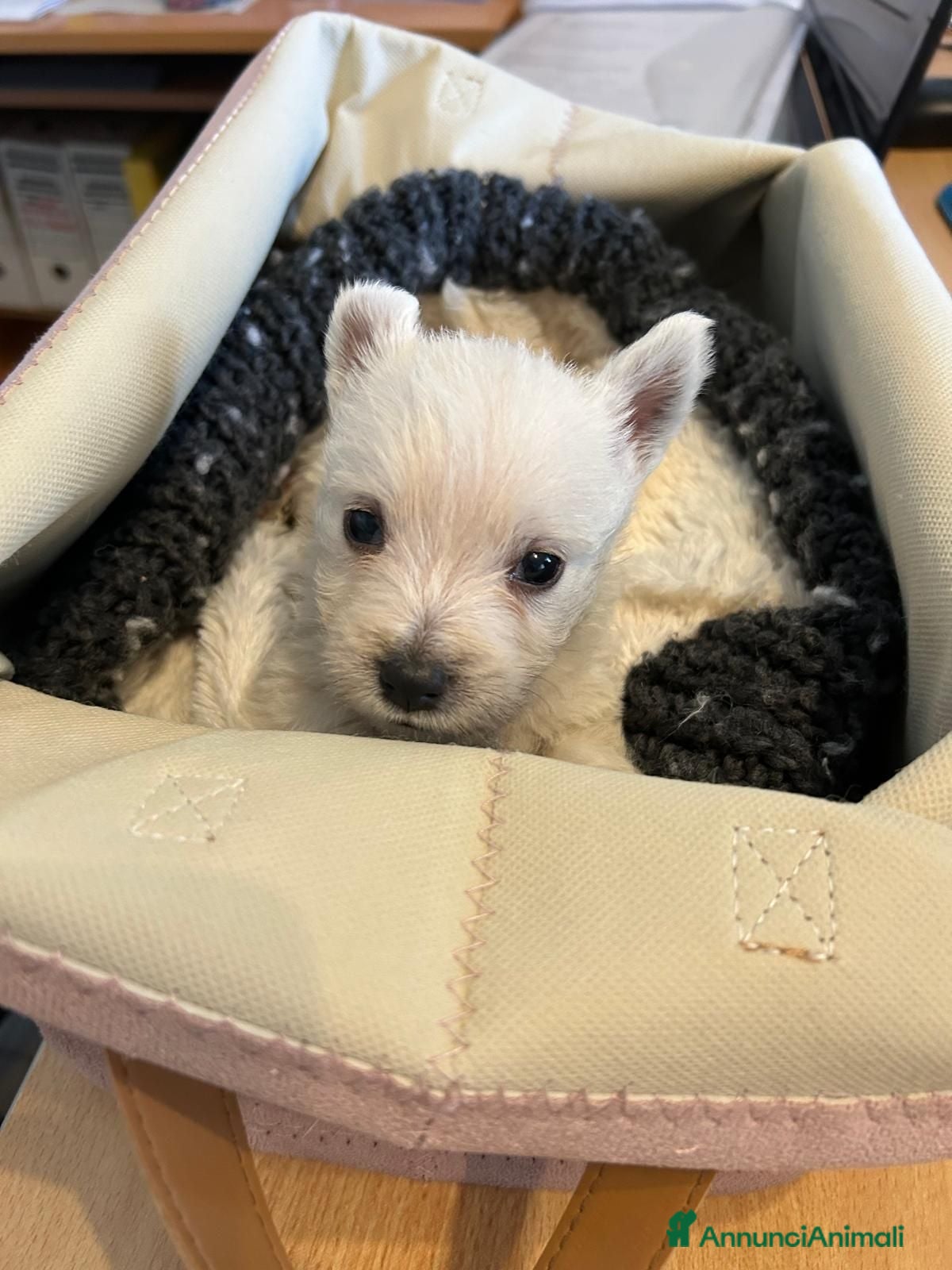 West Highland cani West Highland White Terrier - Annuncio 33