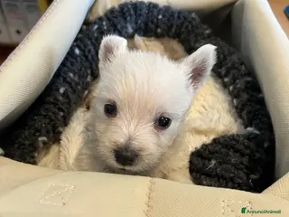 West Highland cani West Highland White Terrier - Annuncio 33