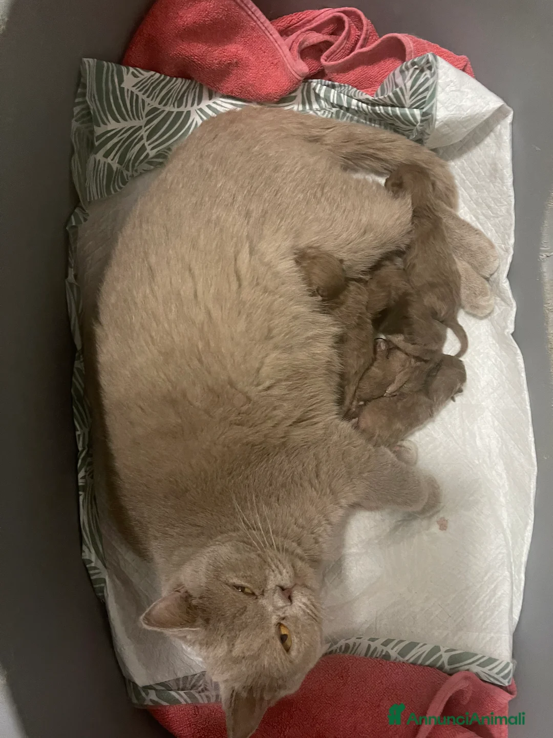 Immagine della galleria {{count}}