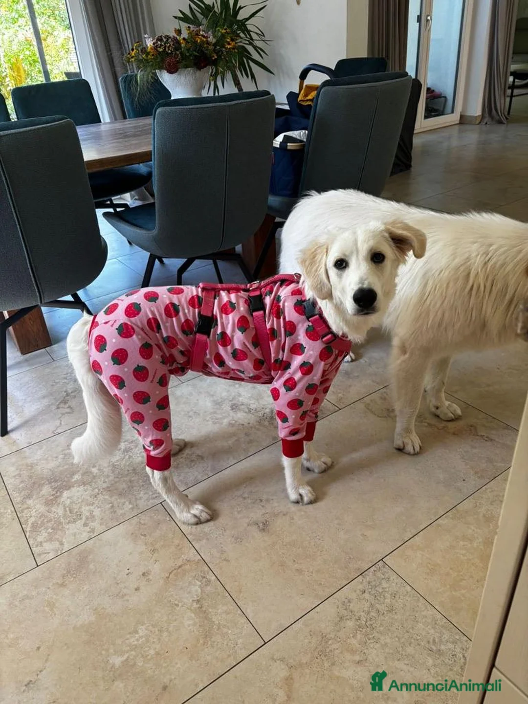 Meticcio cani in regalo: Paula: cucciolona socievole equilibrata  - Annuncio 1