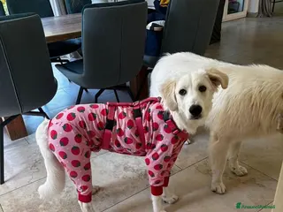 Meticcio cani Paula: cucciolona socievole equilibrata - Annuncio 31