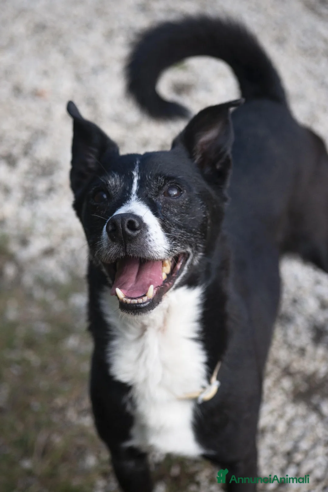 Meticcio cani in regalo: NONNO OREO HA BISOGNO DI UNA CASA E TANTO AMORE - Annuncio 1