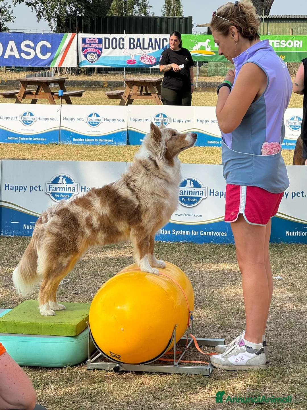 Australian Shepherd cani in vendita: Vendita cuccioli australian  shepherd  - Annuncio 1