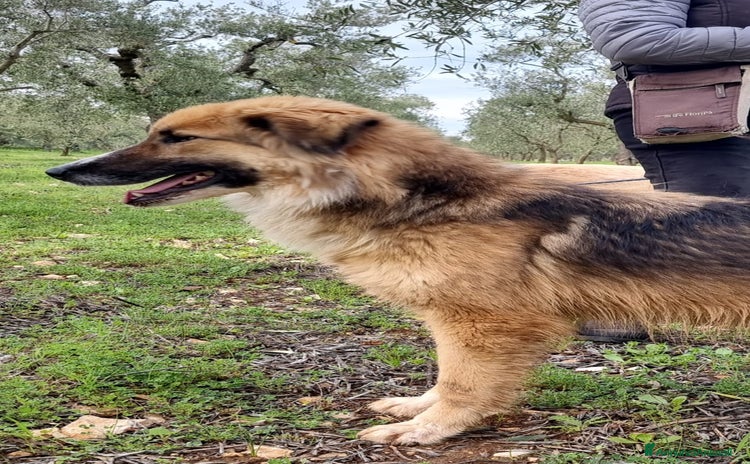 Meticcio cani - Annuncio 2