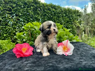 Maltipoo cani Barboncino Maltipoo Lhasa Apso Tre Quarti di Luna - Annuncio 1