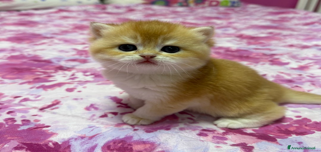 Immagine della galleria {{count}}