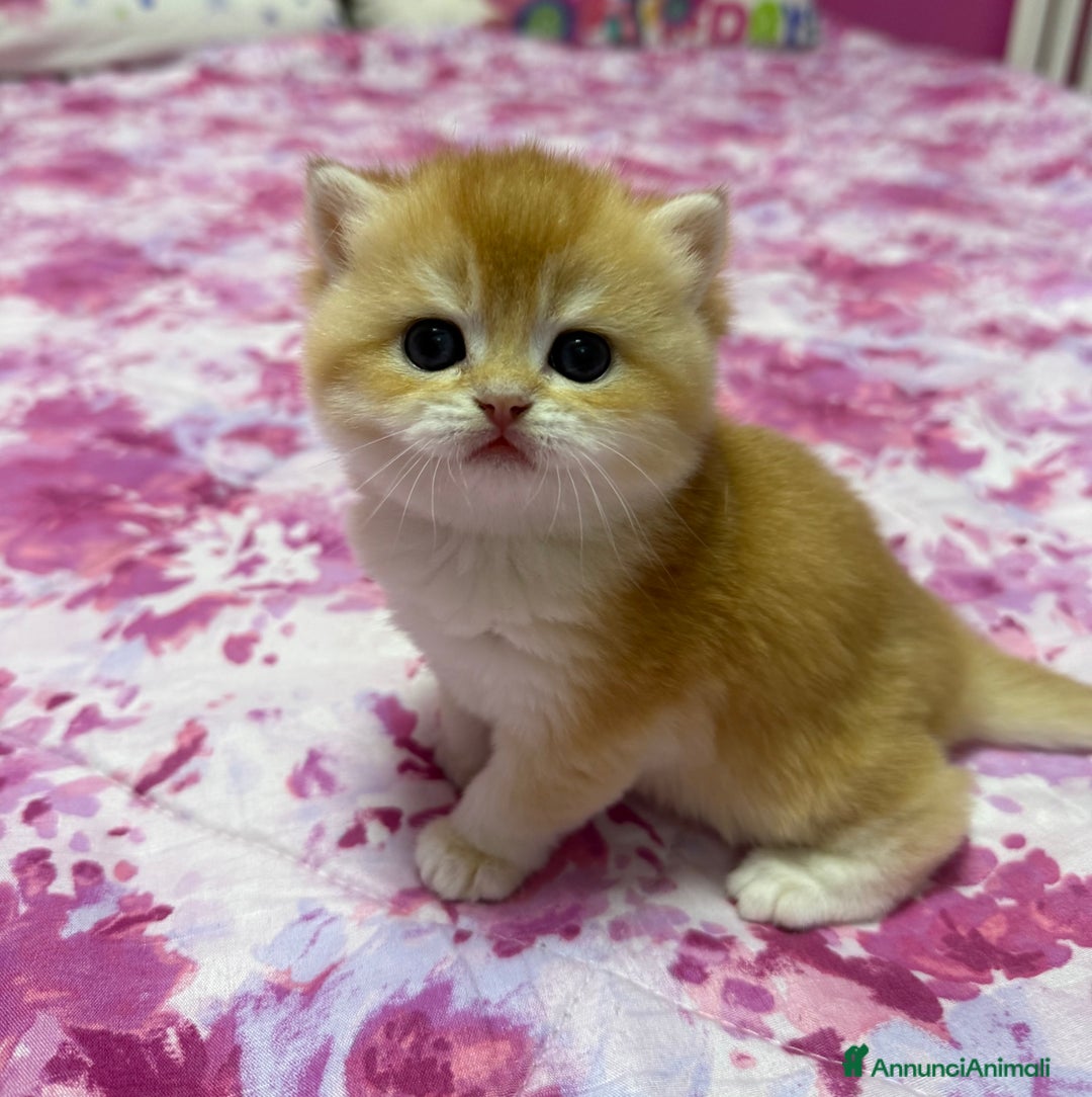 Immagine della galleria {{count}}