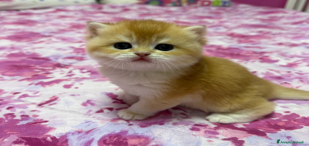 Immagine della galleria {{count}}