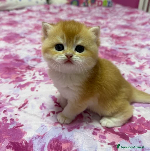 Immagine della galleria {{count}}