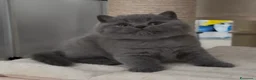 British gatti in vendita: British shorthair blu - Annuncio 9