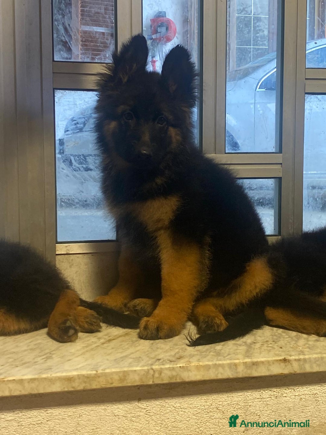 Pastore Tedesco cani in vendita: Disponibili cucciole di pastore tedesco  - Annuncio 2