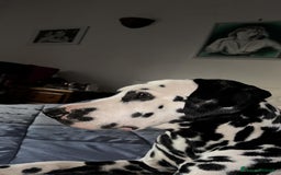 Dalmata cani per accoppiamento: Dalmata maschio per accoppiamento a Provincia di Viterbo - Immagine 11
