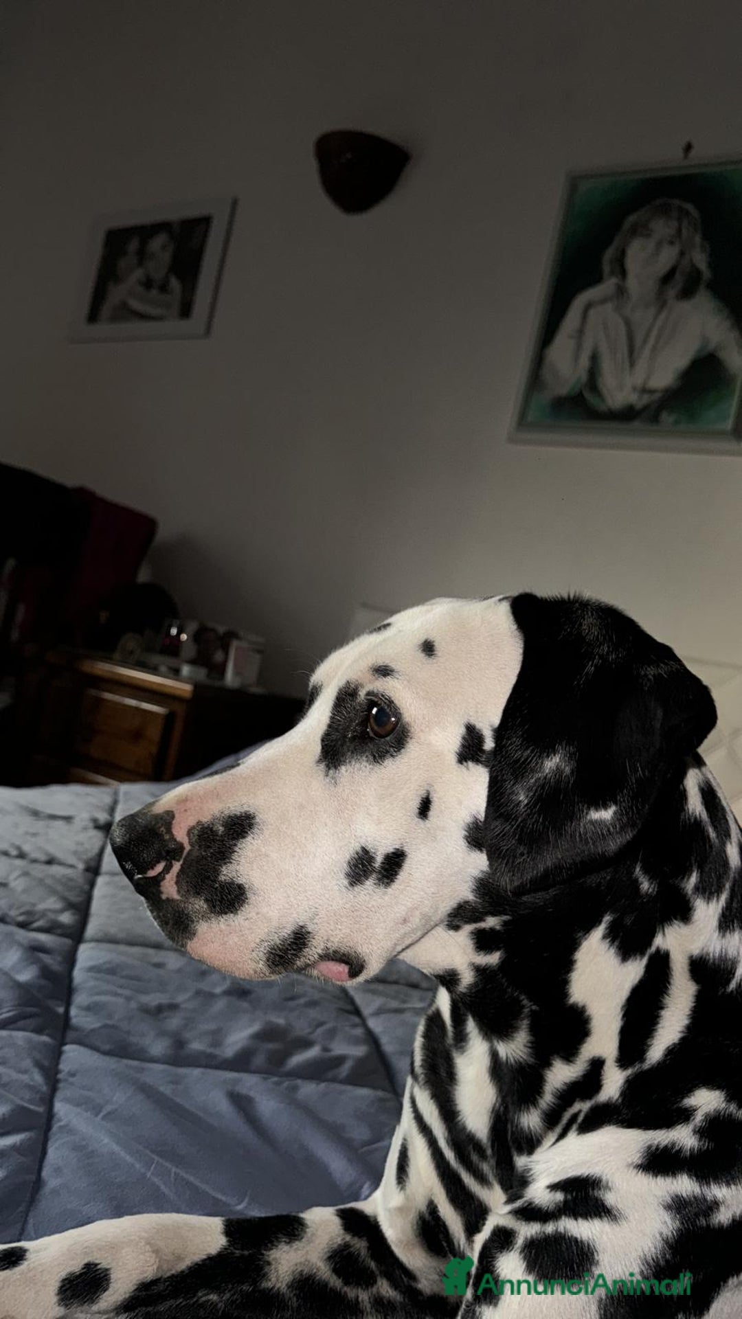 Dalmata cani per accoppiamento: Dalmata maschio per accoppiamento a Provincia di Viterbo - Immagine 11