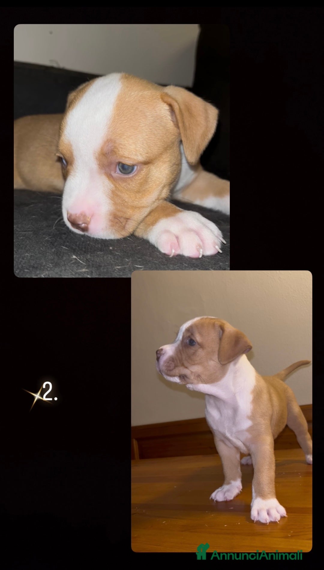 Pitbull cani in vendita: Cuccioli di pitbull - Annuncio 3