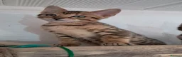 Bengala gatti in vendita: Bengala cuccioli  - Annuncio 9