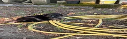 Pastore Tedesco cani in vendita: Cucciolo pastore tedesco  a Provincia di Frosinone - Annuncio 6