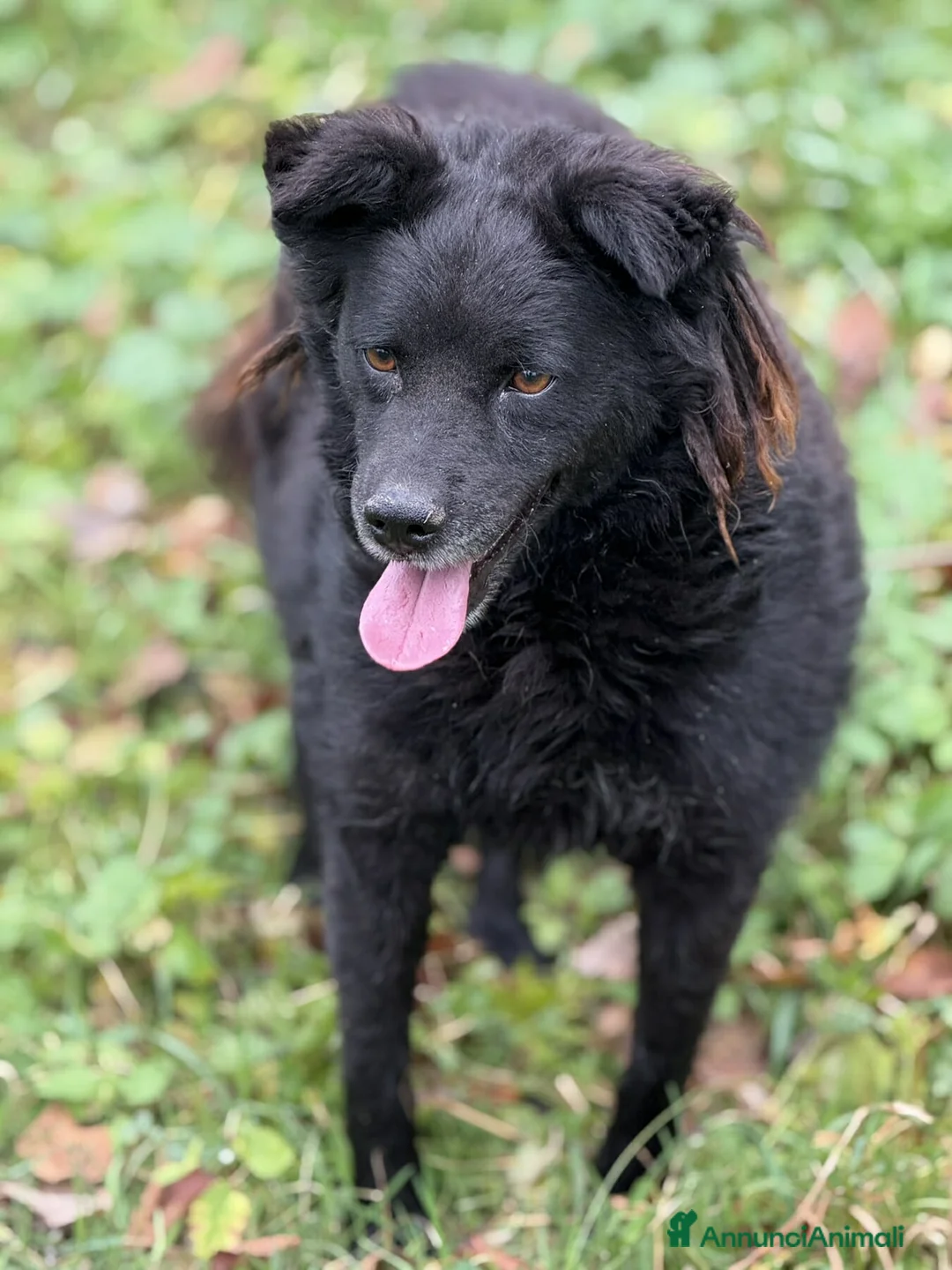 Meticcio cani in regalo: BARK, cagnolina dimenticata da tutti. - Annuncio 4