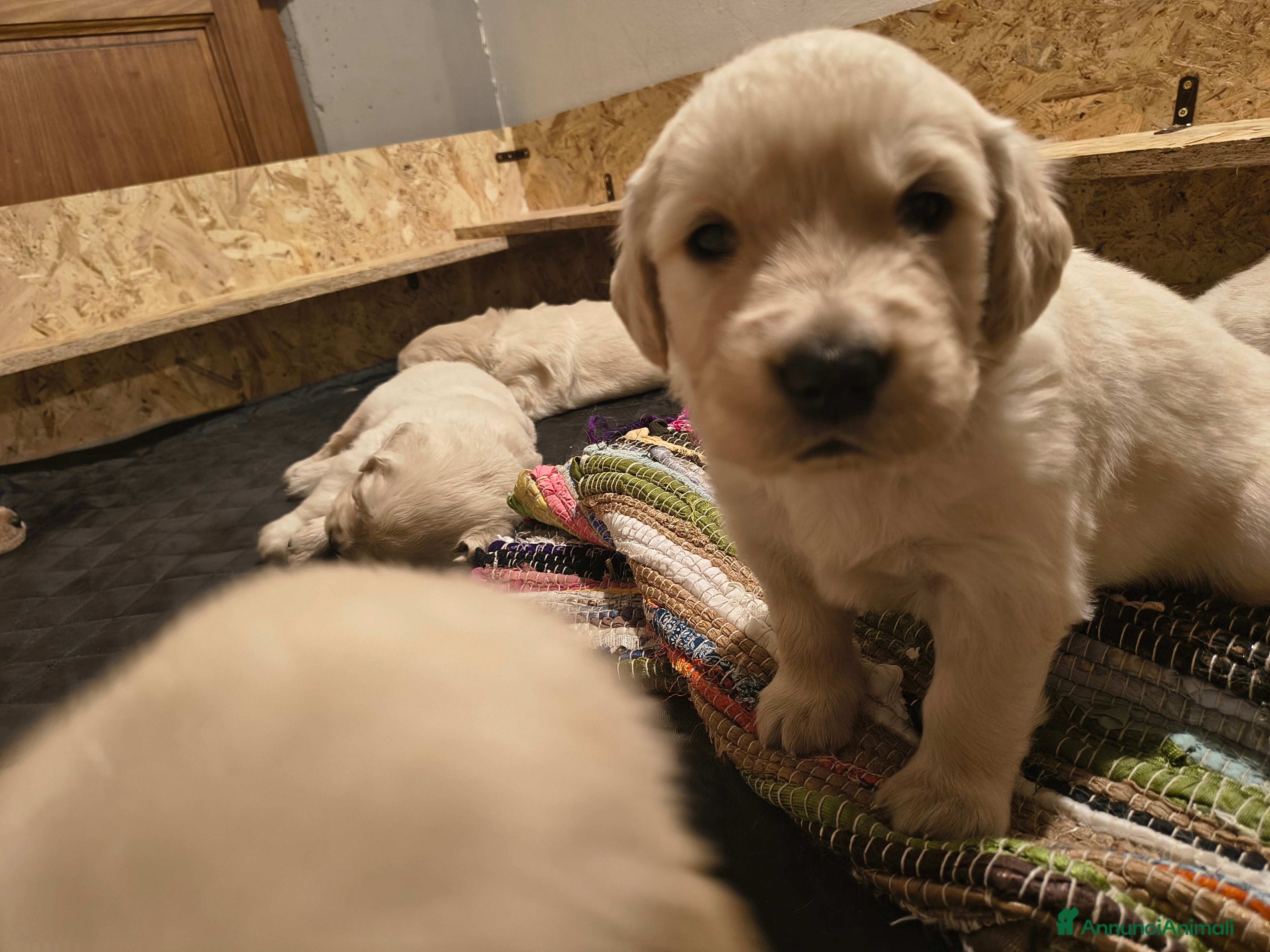 Golden Retriever cani Cuccioli di Golden Retriever con Pedigree a Città Metropolitana di Firenze - Annuncio 6