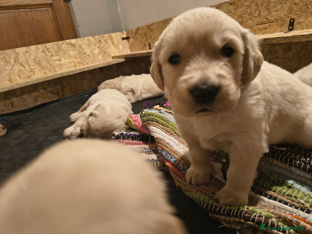 Golden Retriever cani in vendita: Cuccioli di Golden Retriever con Pedigree a Città Metropolitana di Firenze - Annuncio 1