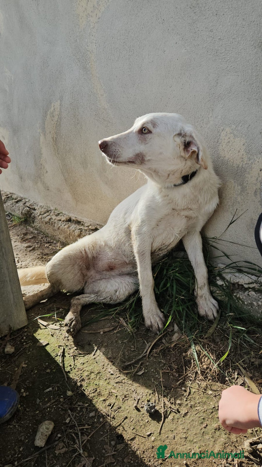 Meticcio cani in regalo: Chiara: 1 anno, socievole ed equilibrata - Annuncio 12