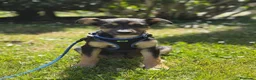 Meticcio cani in regalo: LUPA, cucciola simil-lupetta in adozione - Annuncio 5