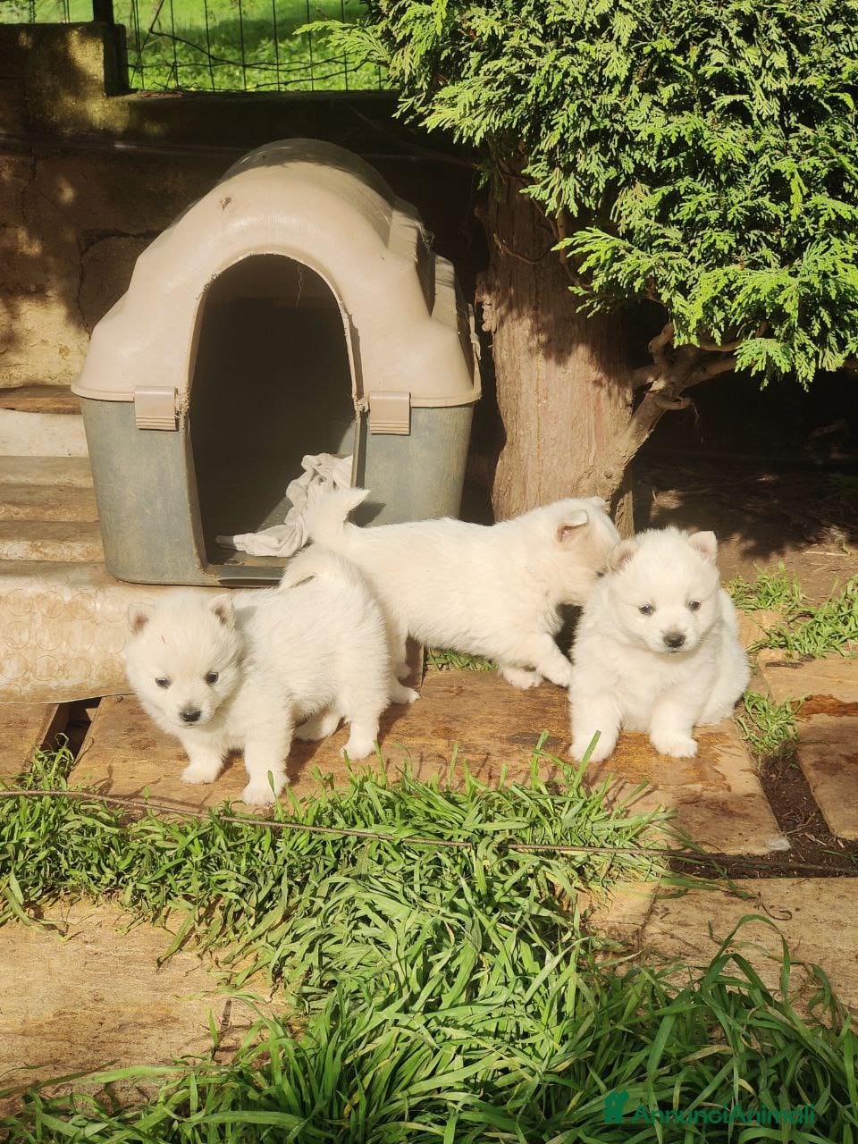 Volpino Italiano cani cuccioli di volpino italiano  - Annuncio 23