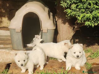 Volpino Italiano cani cuccioli di volpino italiano - Annuncio 2