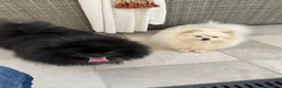 Spitz cani in vendita: Spitz di Pomerania  a Provincia di Massa e Carrara - Annuncio 7