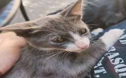 Altre razze gatti in regalo: Nemo, gattino sogna casa - Immagine 7