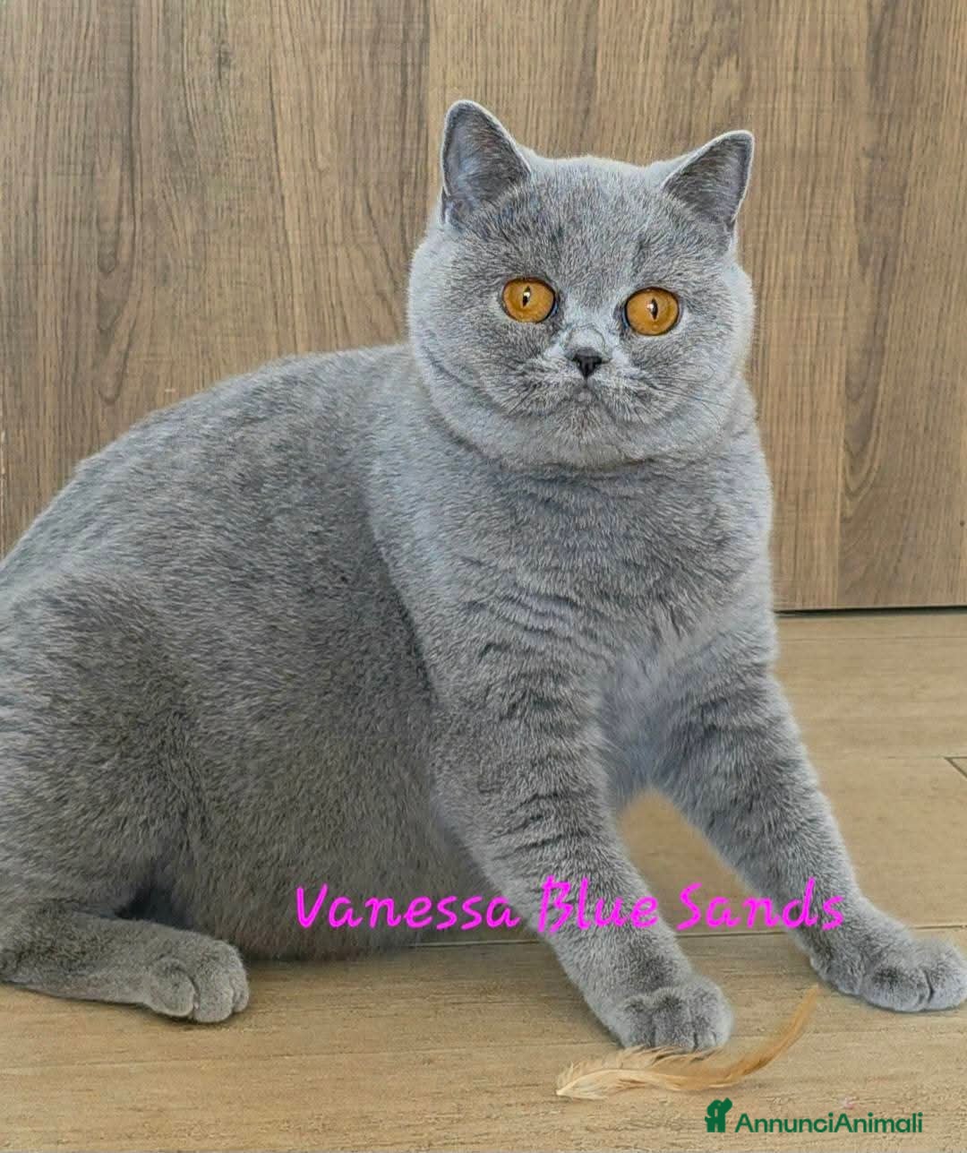British gatti British shorthair femmine - Annuncio 2
