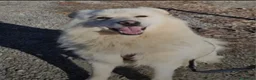 Meticcio cani in regalo: Fiorello quasi 5anni,3di invani appelli,NOVARA SOS - Annuncio 8