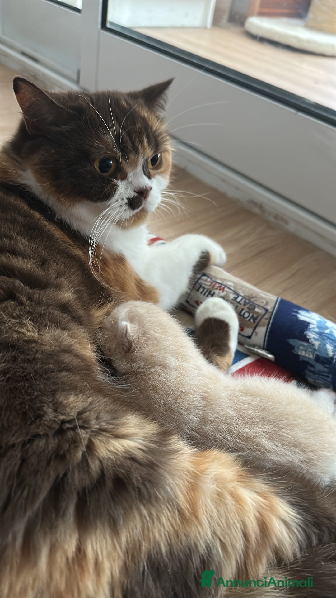 British gatti in vendita: Cuccioli di vero British Shorthair  a Città Metropolitana di Bologna - Annuncio 12