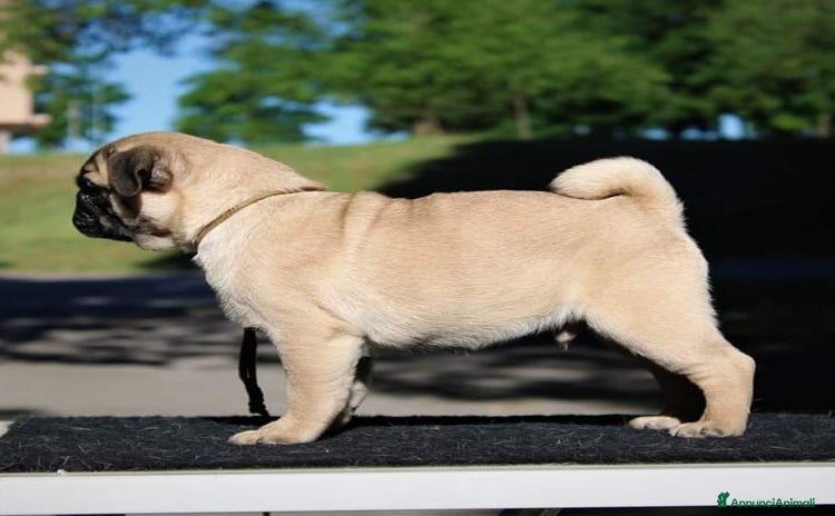 Carlino cani a Provincia di Macerata - Annuncio 2