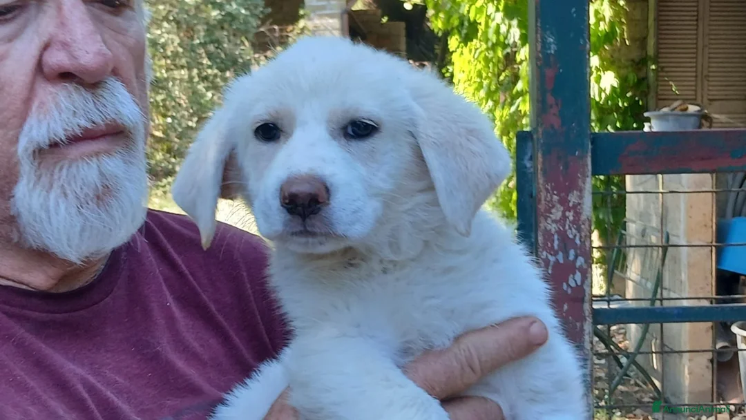 Meticcio cani in regalo: LA BELLISSIMA BRIGITTE HA BISOGNO DI UNA CASA - Annuncio 2