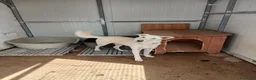 Meticcio cani in regalo: ERIS 🩷 aspetta solo di essere scelta 🥺 a Provincia della Spezia - Annuncio 3