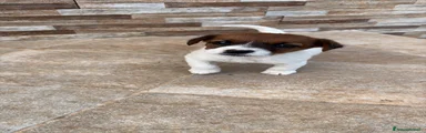 Jack Russell Femmina