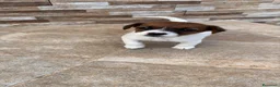 Jack Russell cani in vendita: Cuccioli Jack Russell cercano casa - Annuncio 6