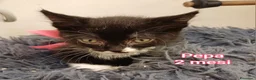 Altre razze gatti in regalo: GATTINI BISOGNOSI IN CERCA D'AMORE a Città Metropolitana di Bologna - Annuncio 3