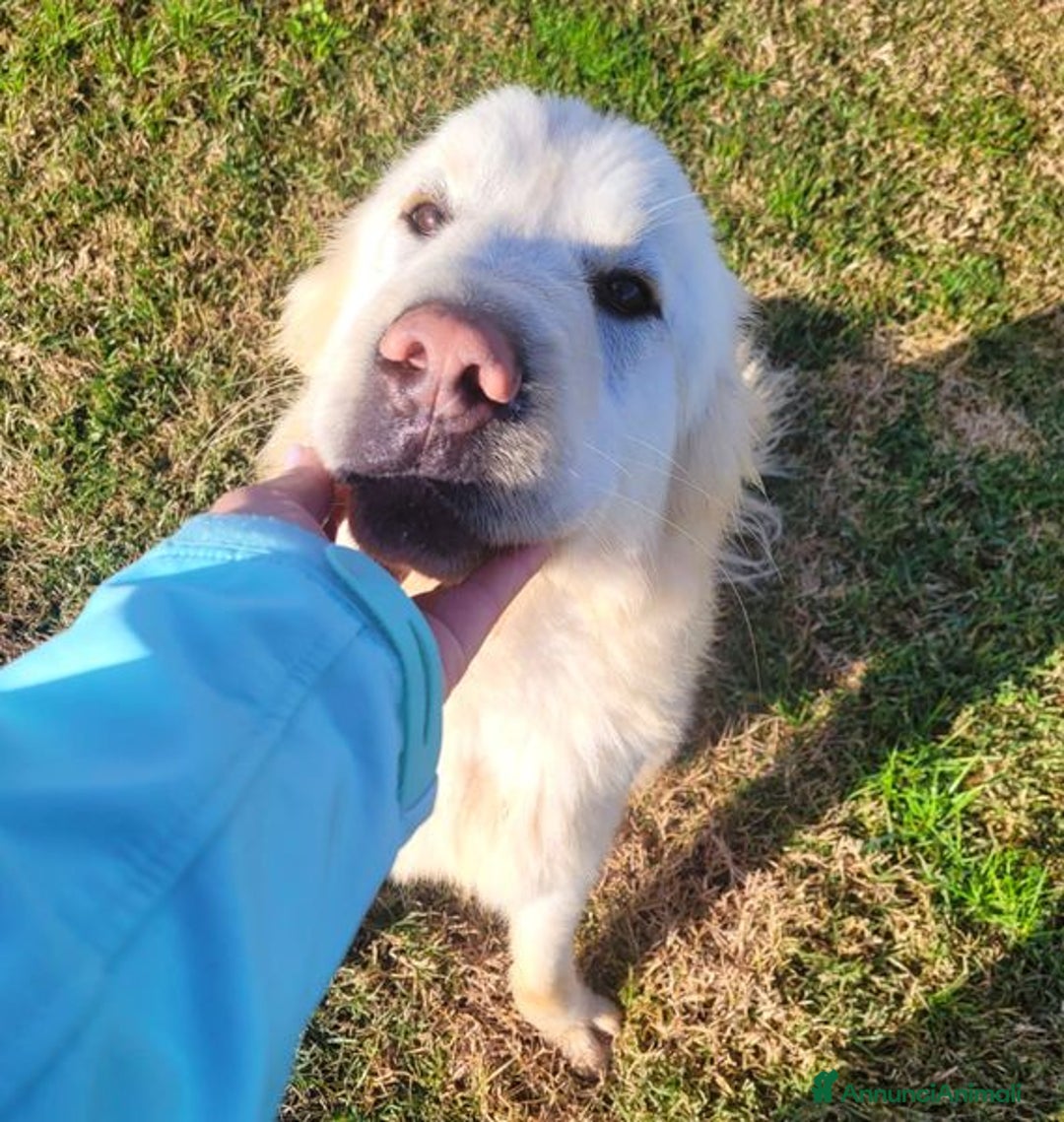 Pastore Maremmano cani in regalo: Lucius, cucciolone di pastore maremmano - Annuncio 6