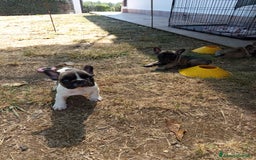 Bulldog Francese cani in vendita: Cucciole Bulldog Francese a Città metropolitana di Roma Capitale - Immagine 2
