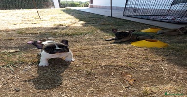 Bulldog Francese cani a Città metropolitana di Roma Capitale - Annuncio 8