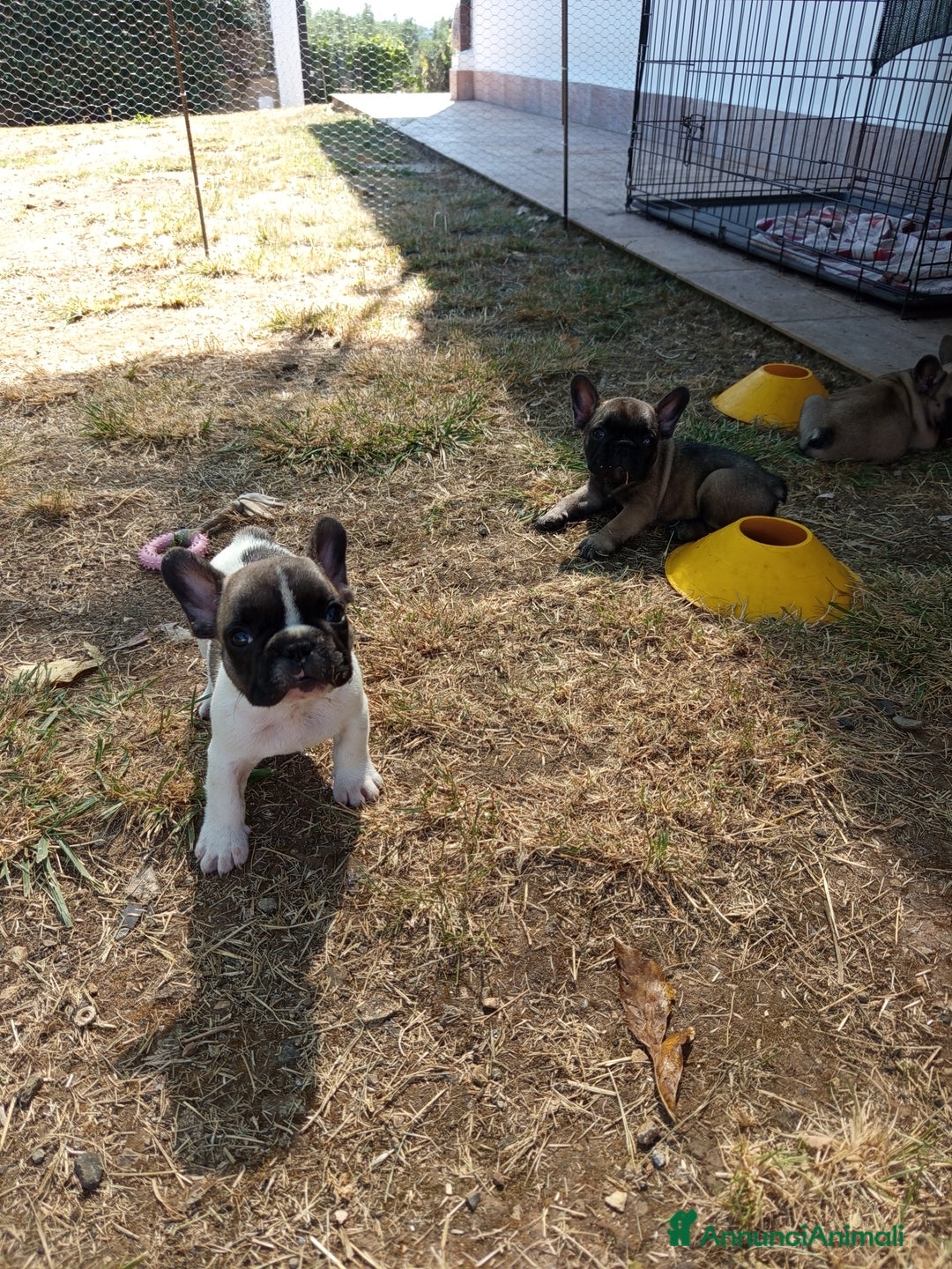 Bulldog Francese cani in vendita: Cucciole Bulldog Francese a Città metropolitana di Roma Capitale - Immagine 2