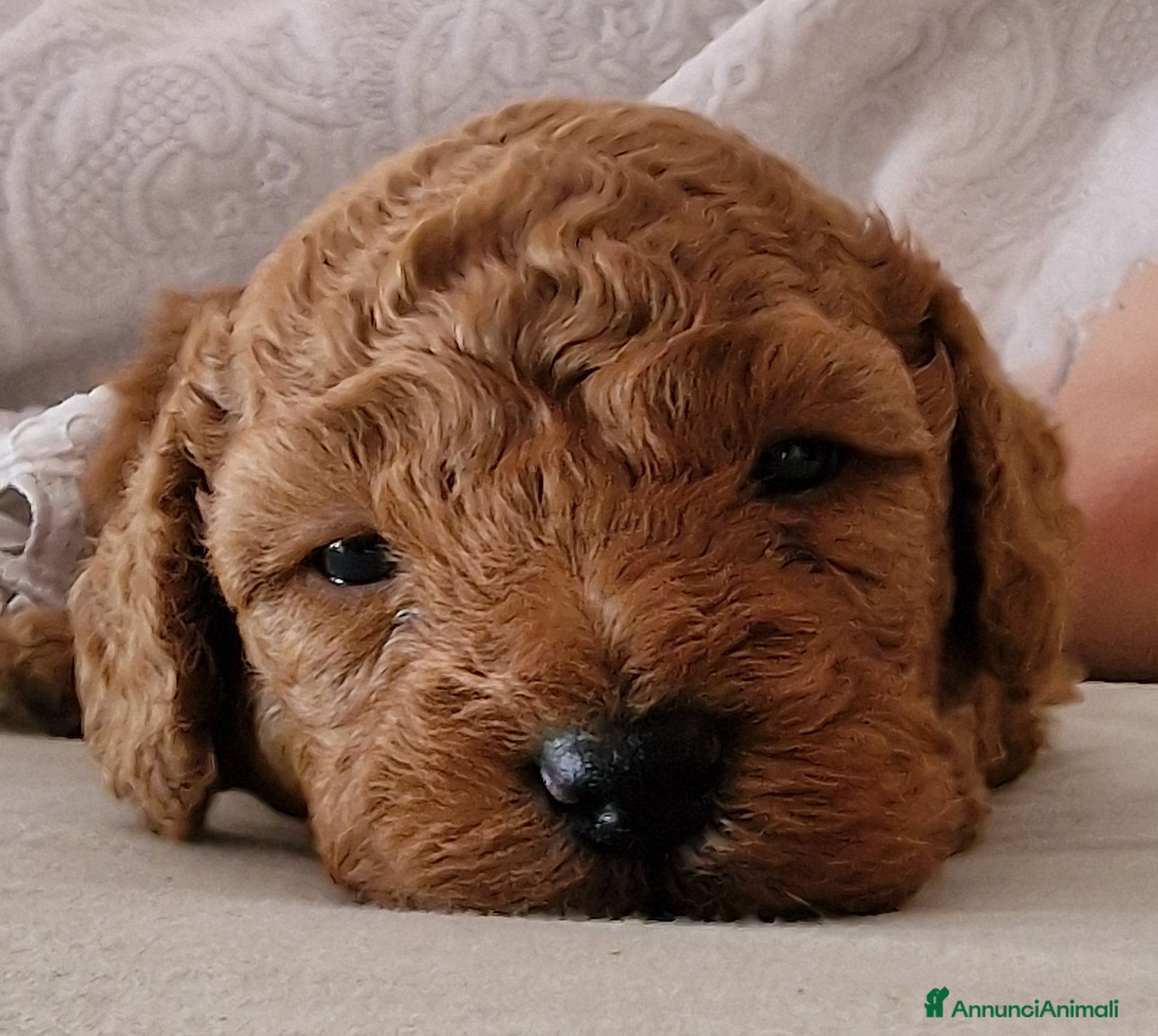 Barboncino Toy cani Barboncino  - Annuncio 1