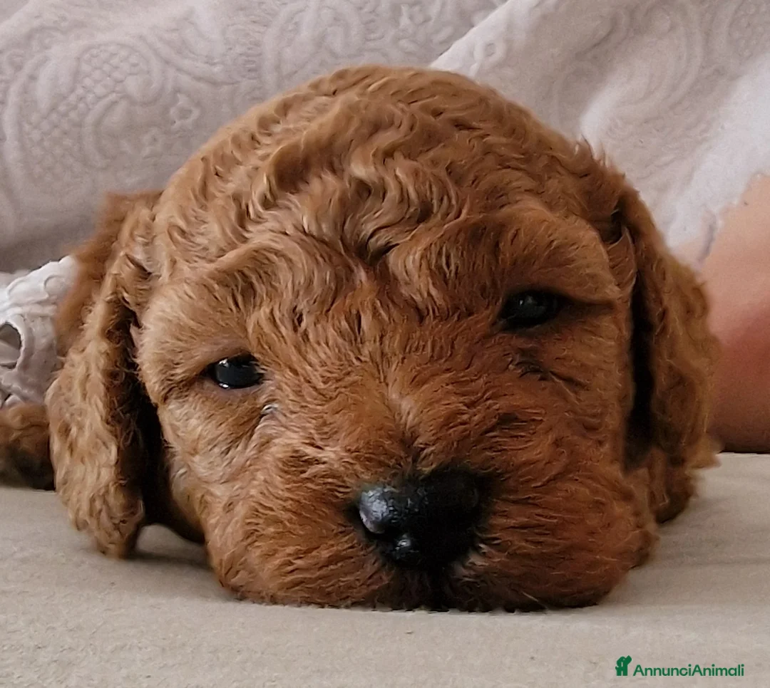 Barboncino Toy cani in vendita: Barboncino  - Annuncio 1