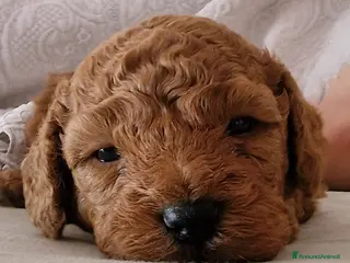 Barboncino Toy cani Barboncino - Annuncio 1