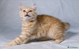 Siberiano gatti in vendita: Cucciolo gatto siberiano subito disponibile a Città Metropolitana di Torino - Immagine 4