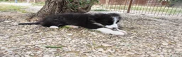 Border Collie cani in vendita: Cuccioli di border collie ( bordercollie) - Annuncio 6